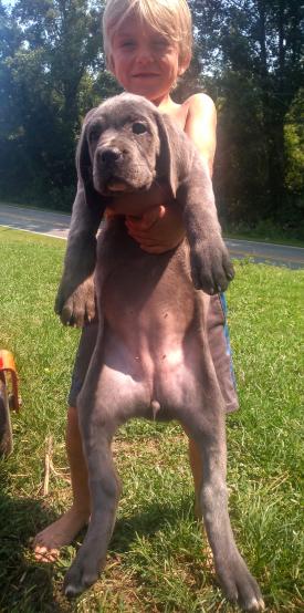 Akc Cane Corso Mastiff Puppies Gowilkes The Community